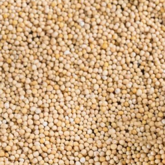 MOSTAZA AMARILLA GRANO