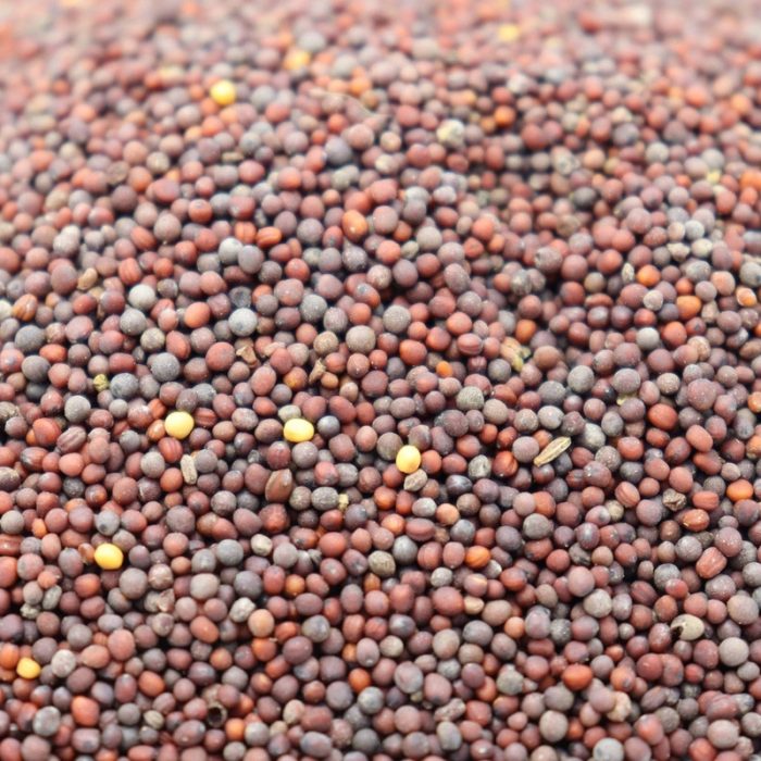 MOSTAZA MARRON GRANO