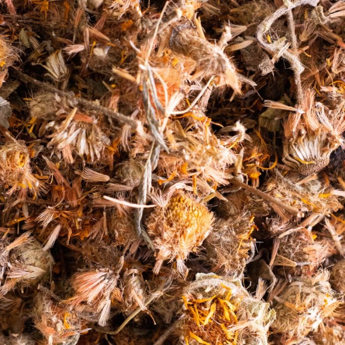 ARNICA MEXICANA
