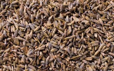 Hierbas aromáticas secas a granel para venta mayorista