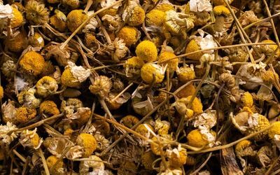 Hierbas medicinales secas a granel para venta mayorista