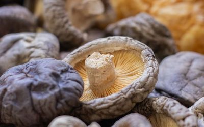 Hongos deshidratados a granel para venta mayorista